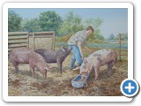 Henry tending his pigs